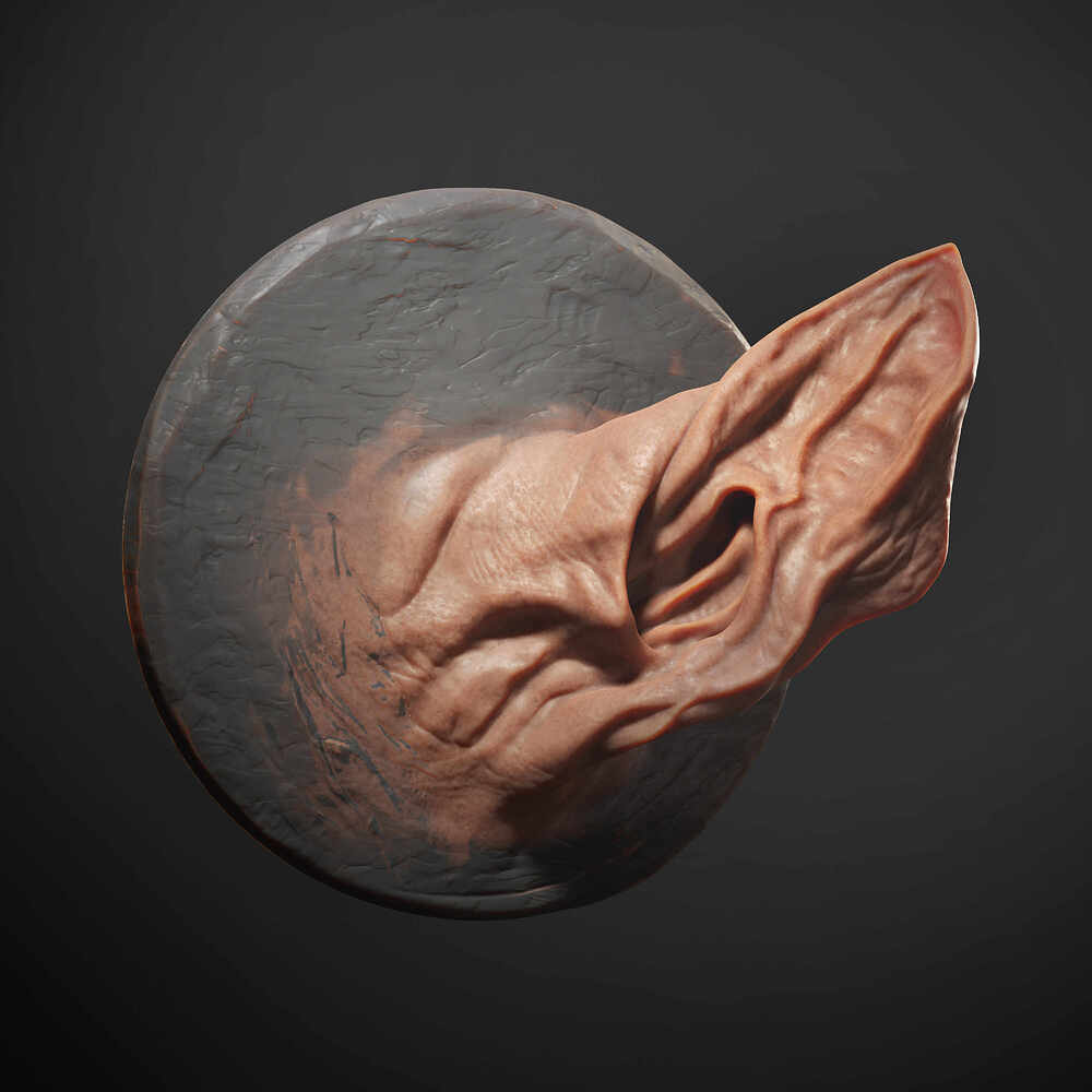 Bat_Ear_Study