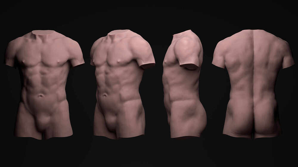 anatomy