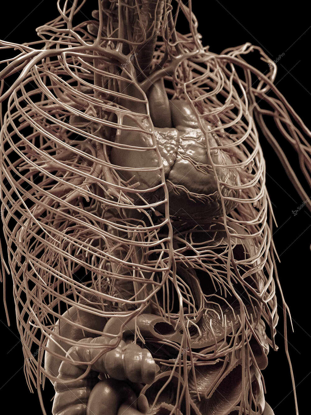 averageFitMale_torso_anatomyLayer10