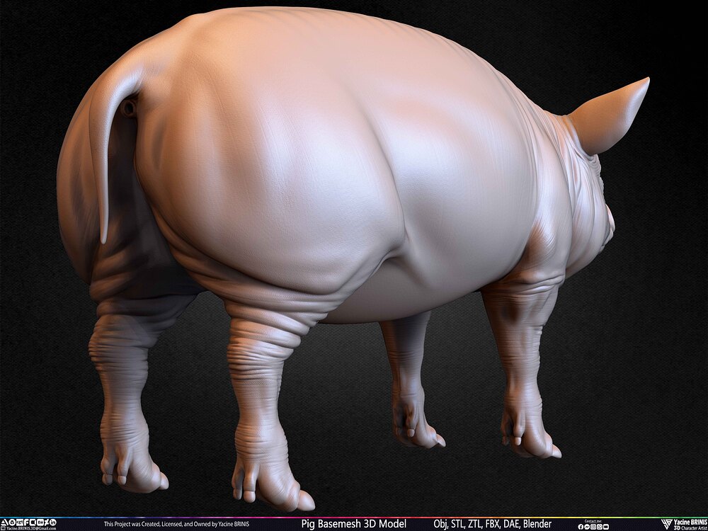 Pig Basemesh 3D Model Animal Anatomy Sculpted by Yacine BRINIS Set 052