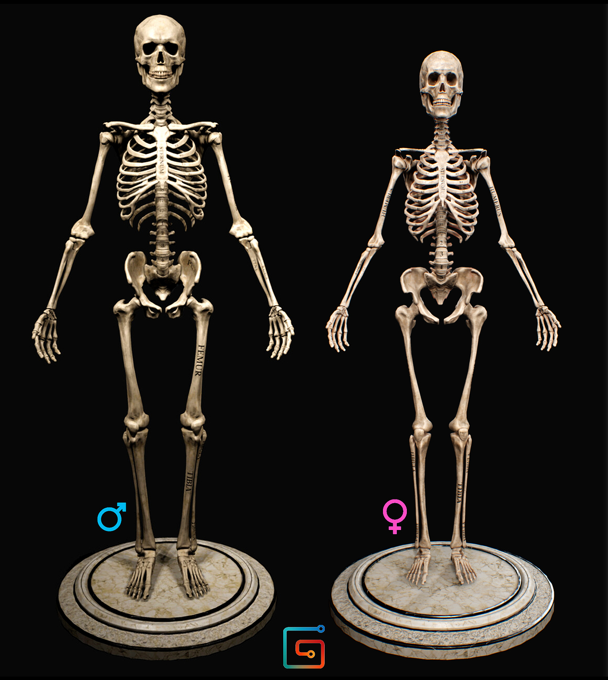 Farzin_Izadyar_Male_Vs_Female