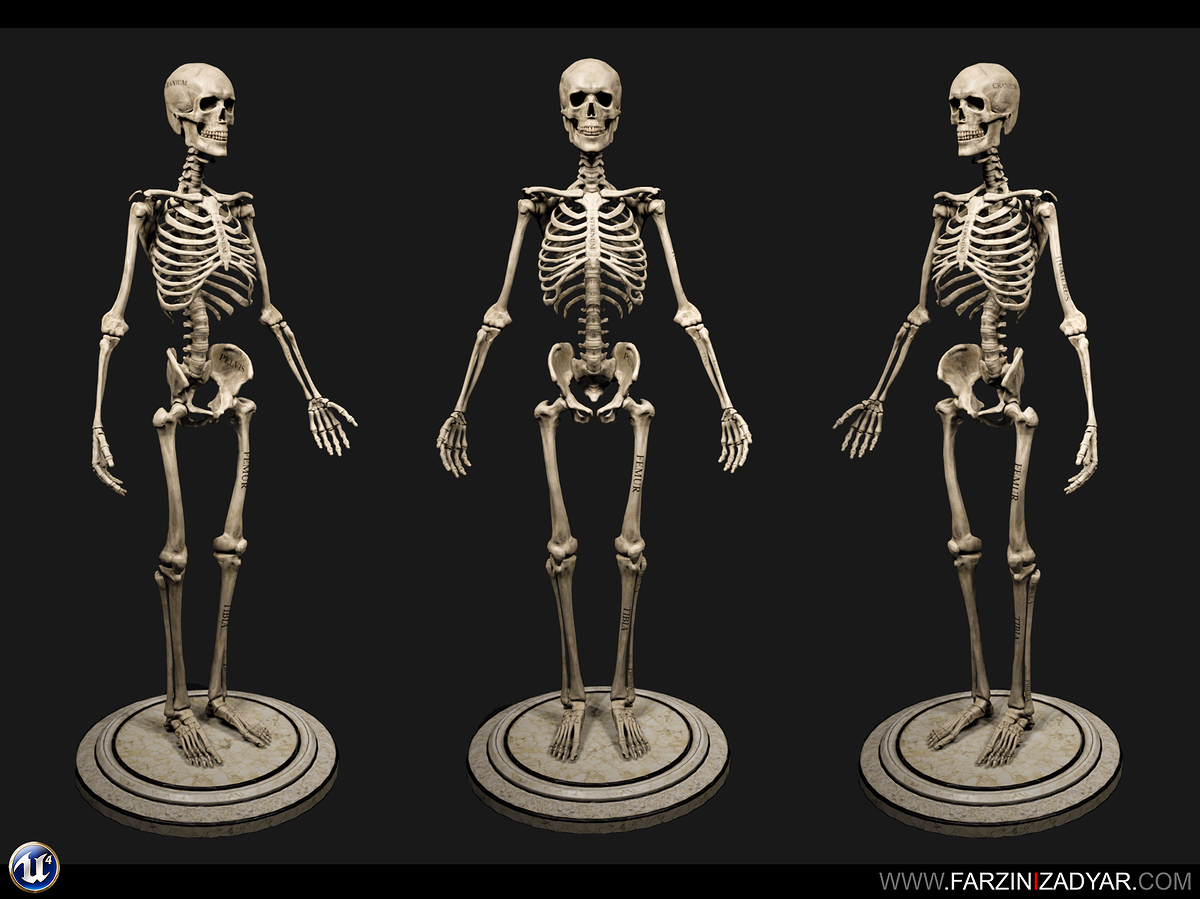 Farzin_Izadgar_Skelly_Anterior3