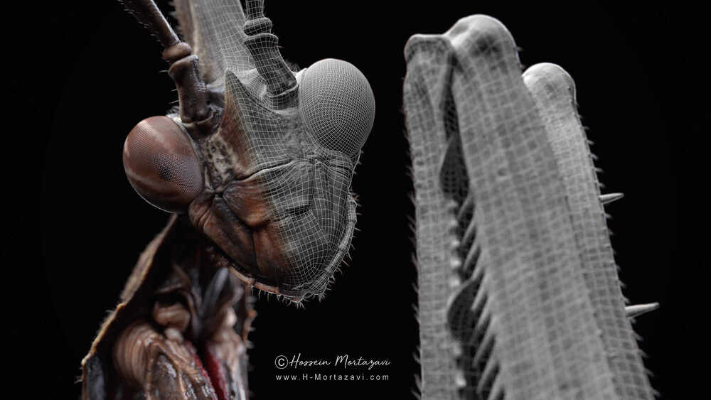 Praying Mantis_02-www.h-mortazavi.com