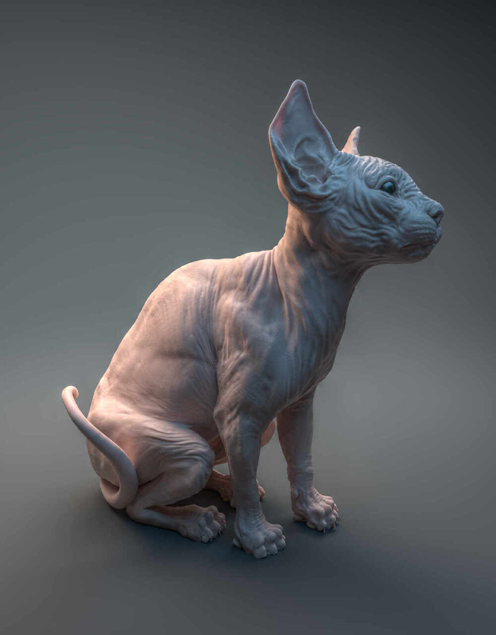 Cat_Presentation_1_0176