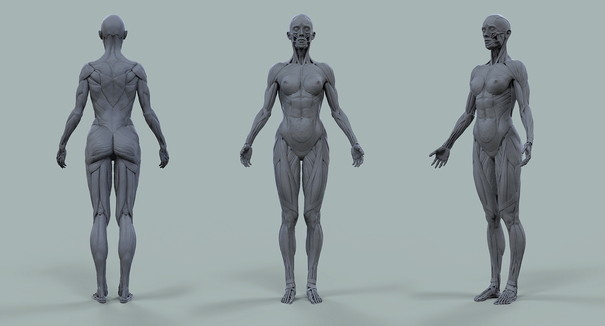 Female_Anatomy_Kit03_4k