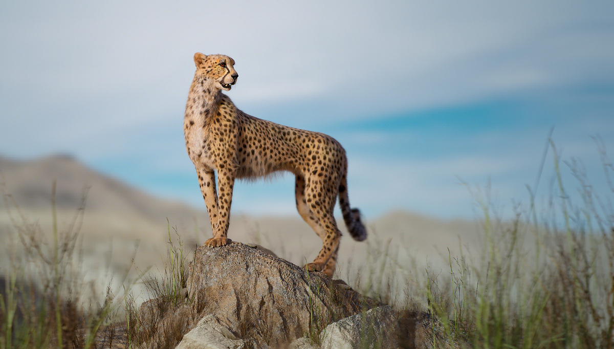 cheetah.0200