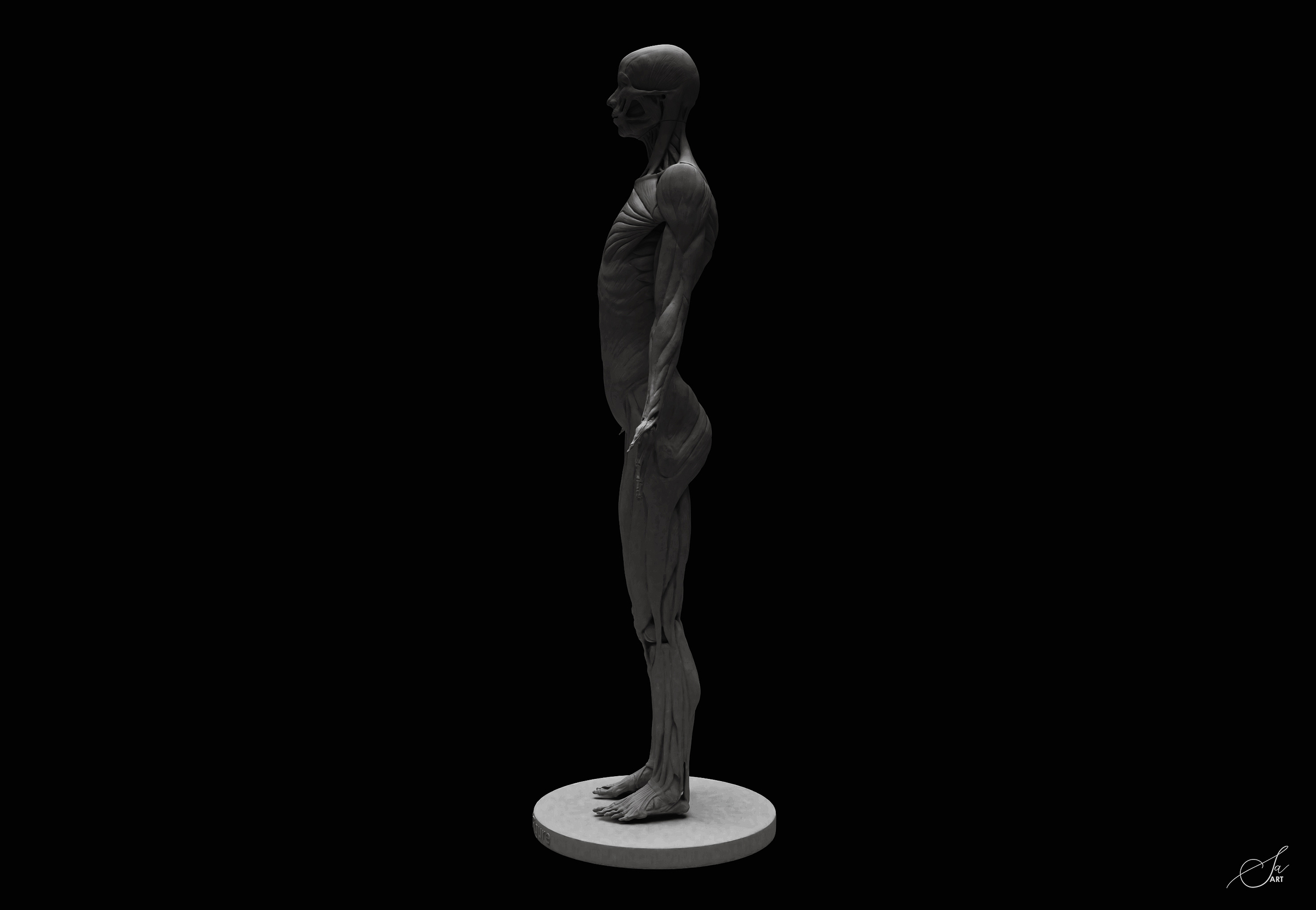 Female Anatomy Figure 100 ZBrush Core ZBrushCentral