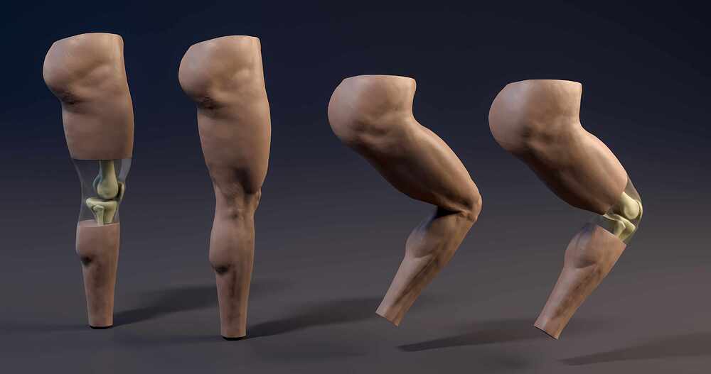 Leg_all_02