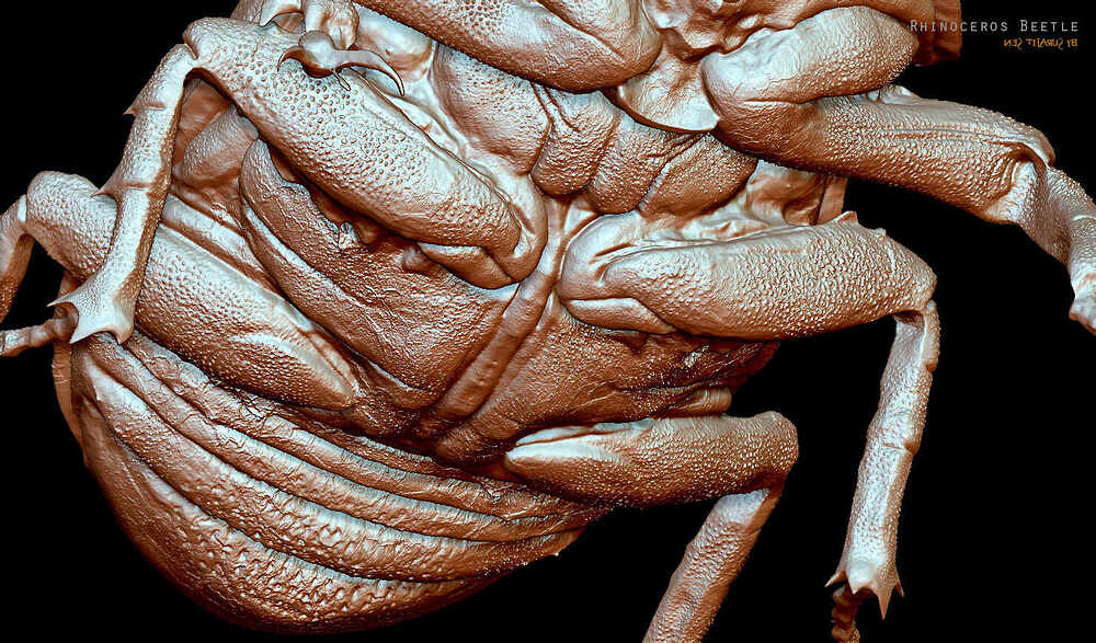 Rhinoceros_Beetle_Digital_Sculpture_SurajitSen_Aug2023_WIPAD