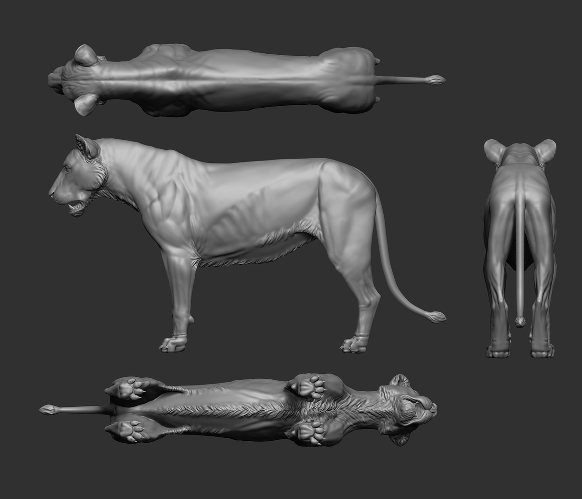 Lioness_Study