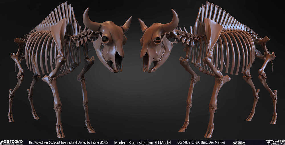 Modern Bison Skeleton 3D Model Sculpted by Yacine BRINIS Set 003
