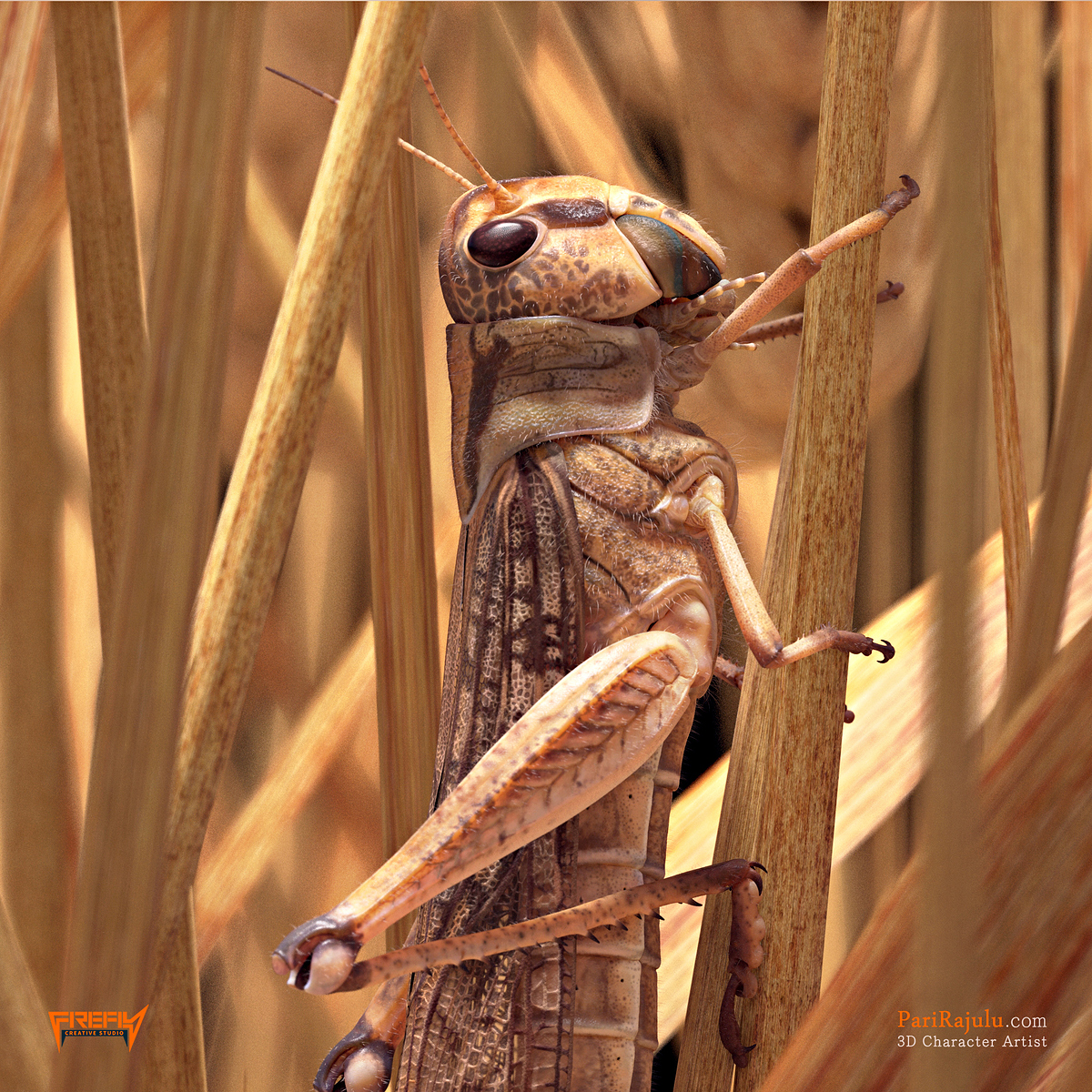 Closeup_Showcase_V01
