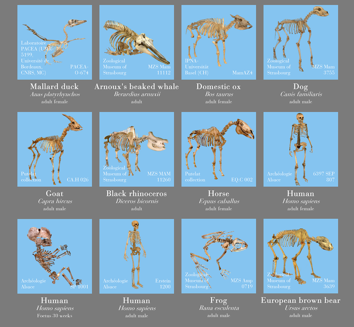 all_specimens_ZBC