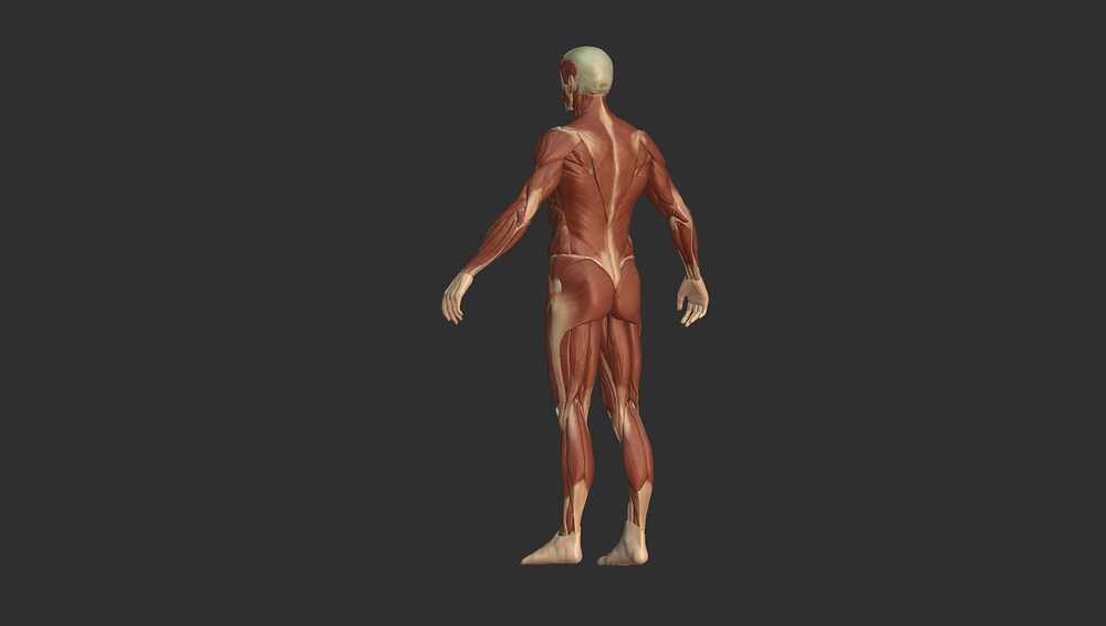 ROSA_Ecorche Render_BrutoB