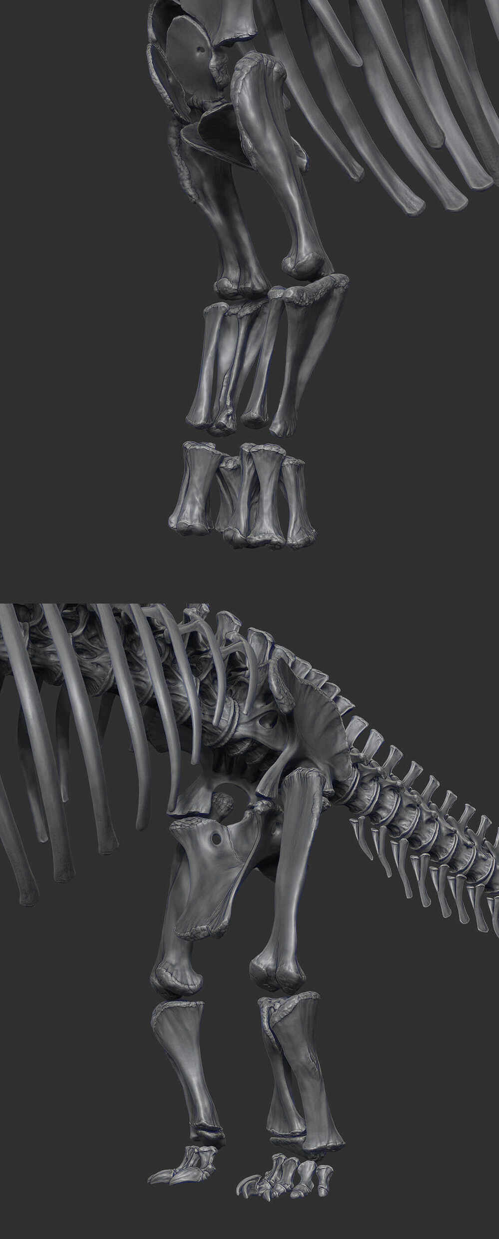 Cooper_Skeleton_04_04