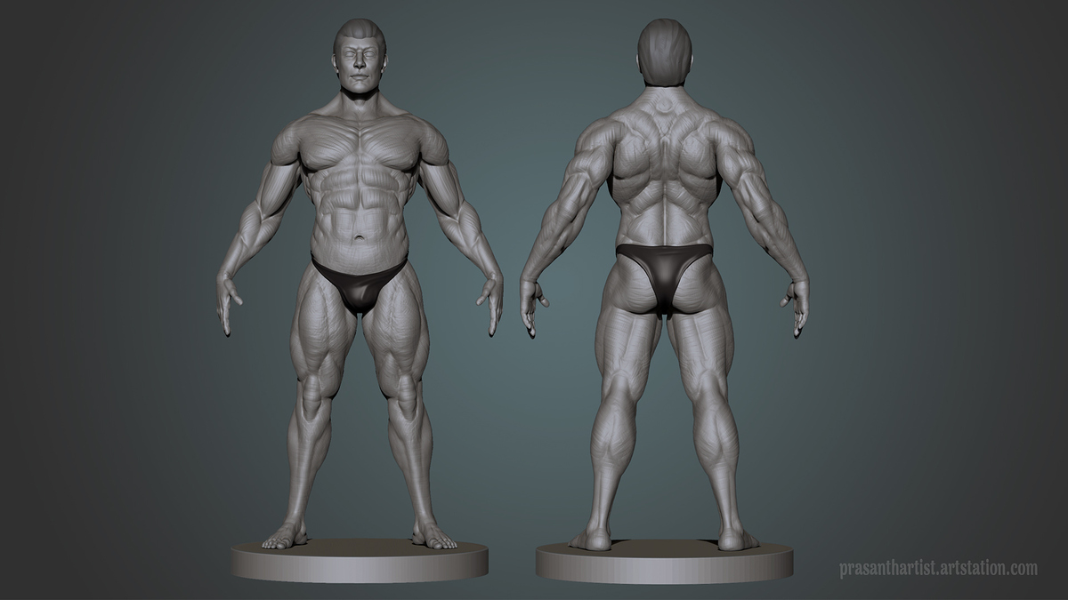 Anatomy_Closeup