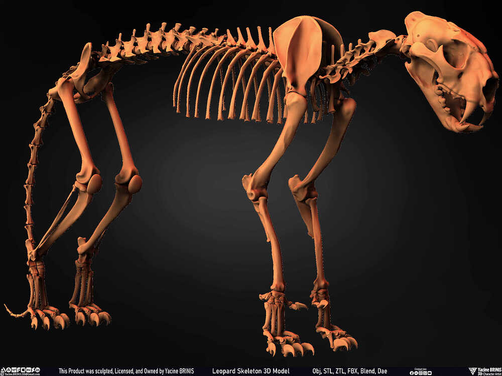 Leopard Skeleton 3D Model Sculpted By Yacine BRINIS 030