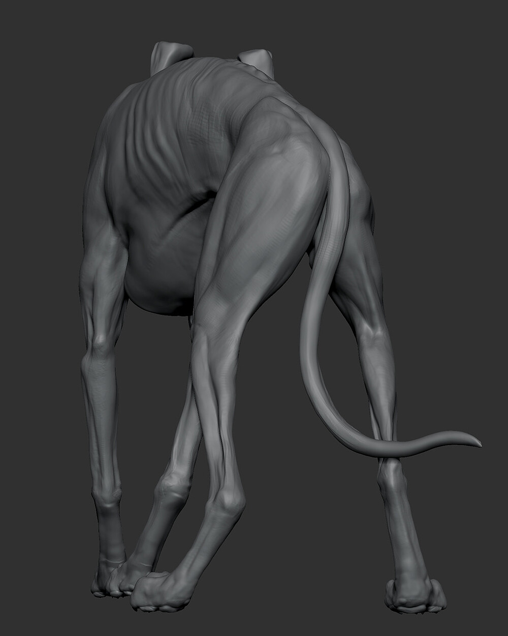 WeeklyStudy_DogAnatomy_03