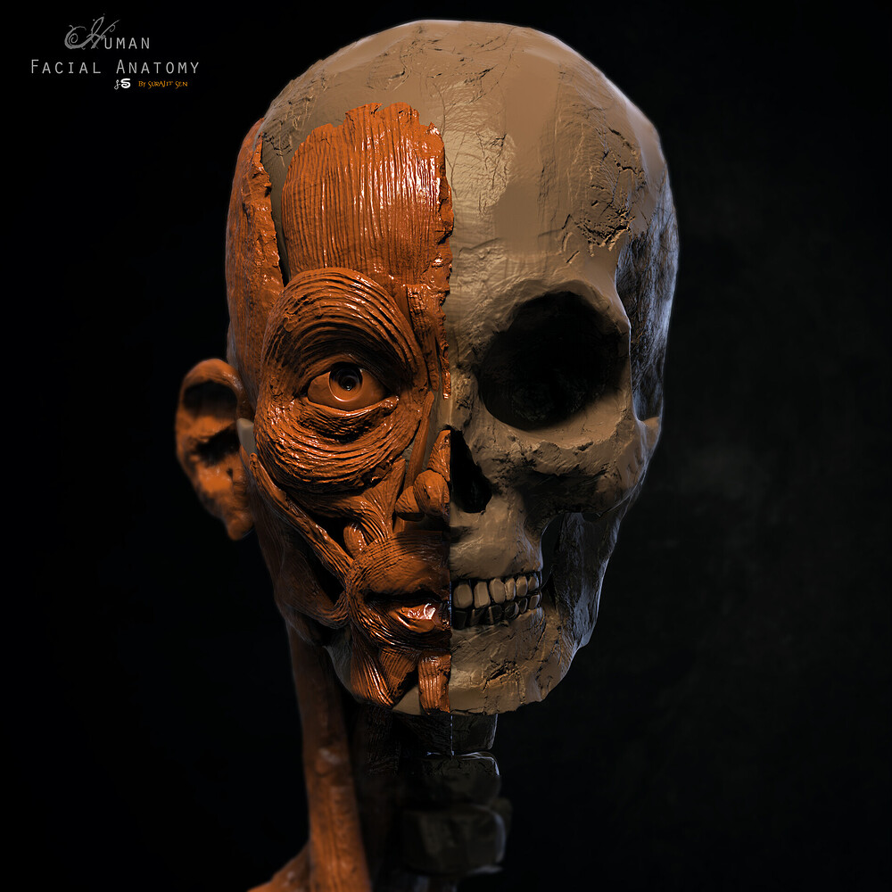 surajit_sen_Anatomy_Digital_Sculpture (3)
