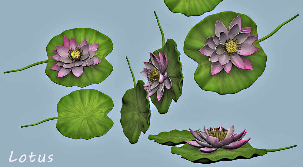 lotus