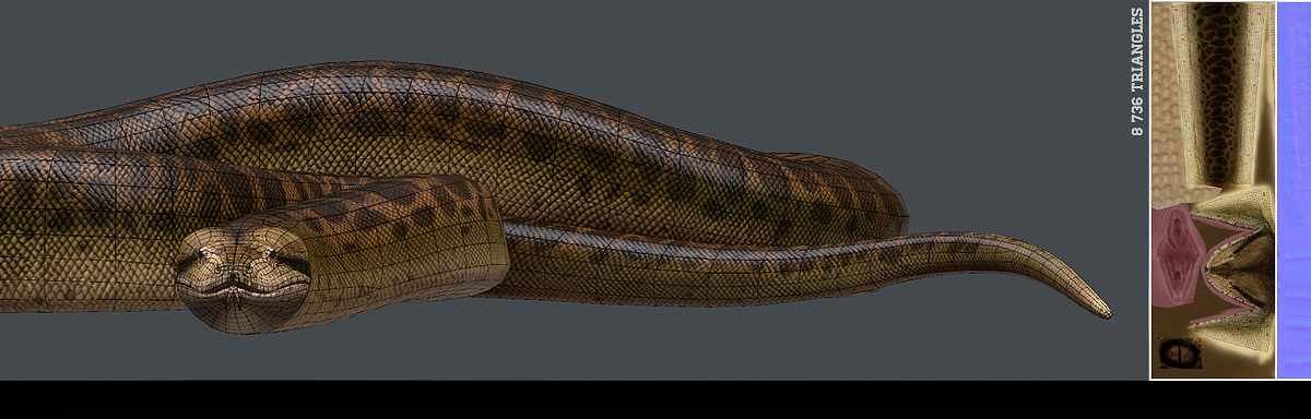 Titanoboa_04_Wire(1600).jpg