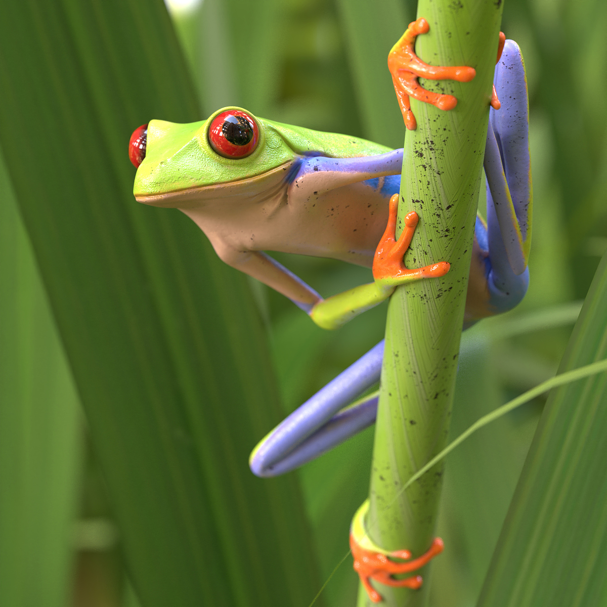 frog03