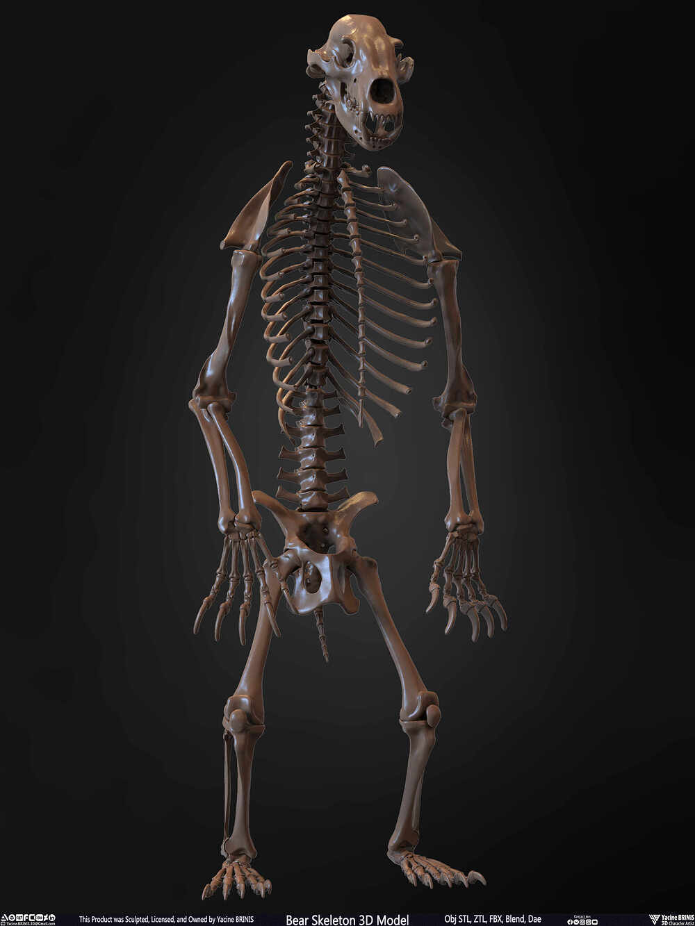 Bear Skeleton 3D Model Sculpted by Yacine BRINIS Set 027