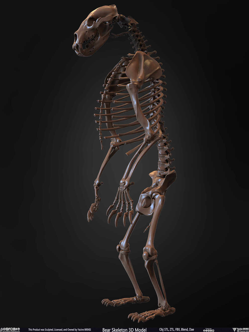 Bear Skeleton 3D Model Sculpted by Yacine BRINIS Set 010