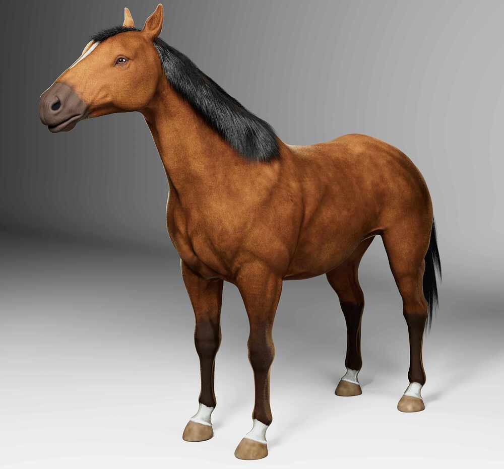 horse_1