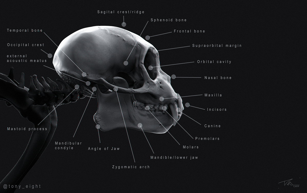 capuchin_skull_01_labeled