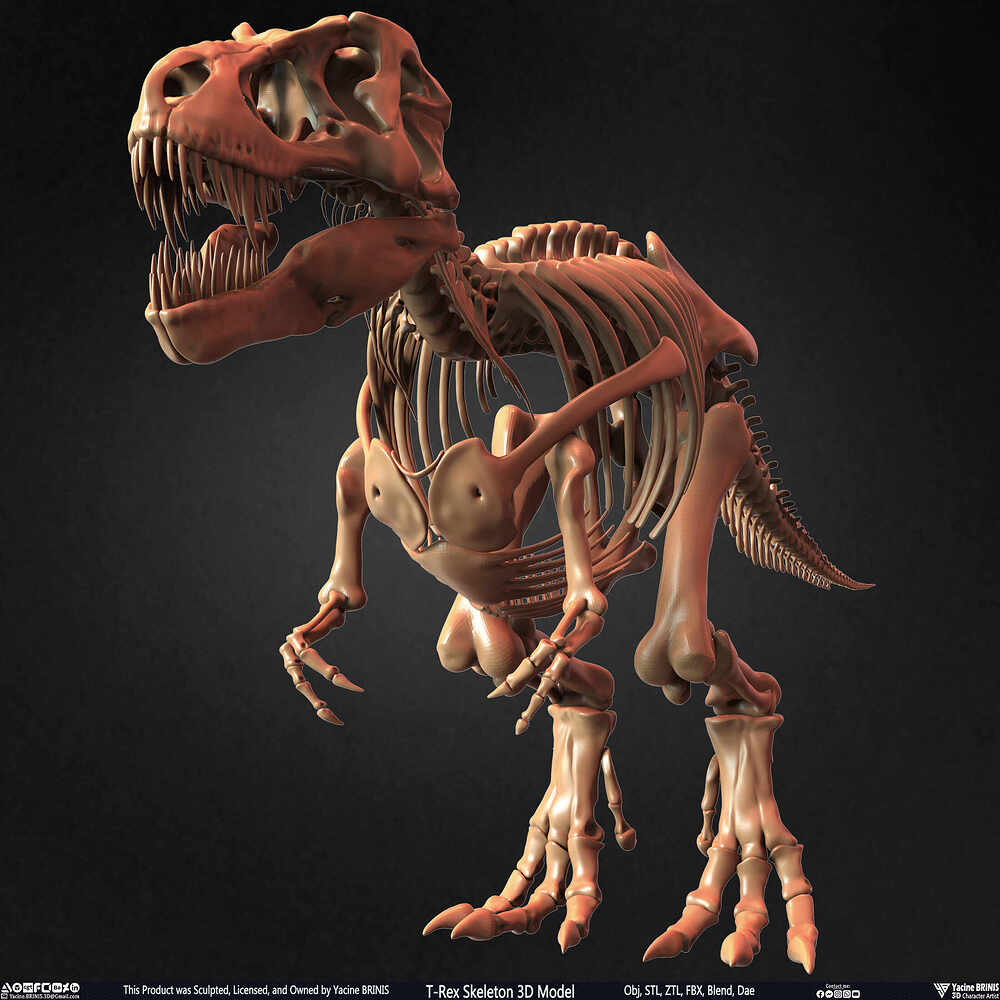 T-Rex Skeleton 3D Model (Tyrannosaurus Rex) Sculpted By Yacine BRINIS Set 020