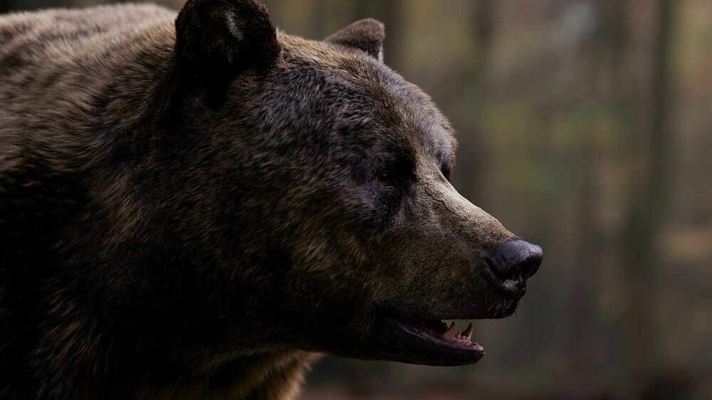 grizzly_head_camShape_acescg_v001b