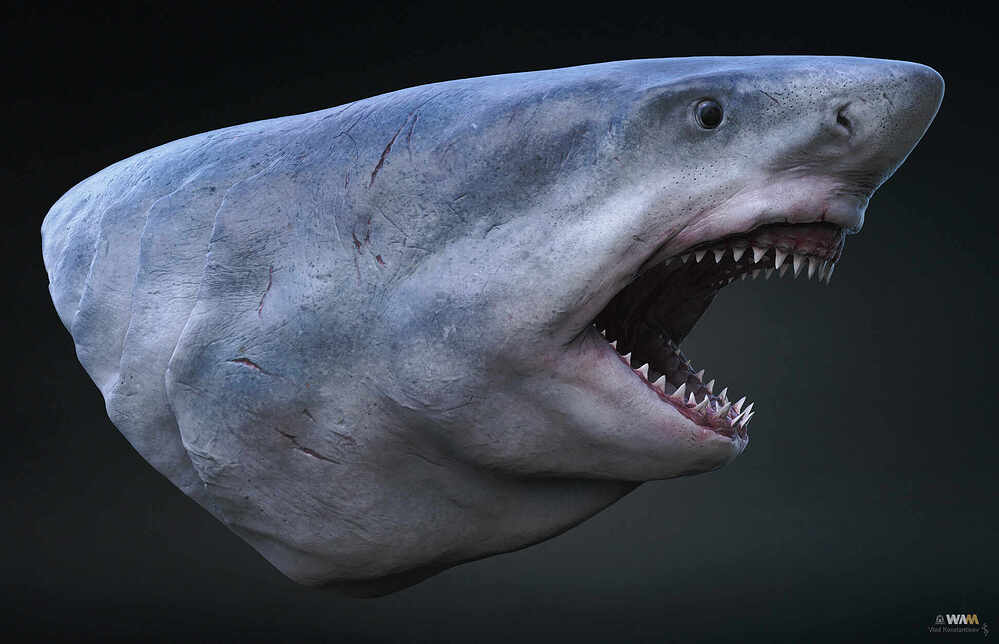 Megalodon_Render_04_Crop_1936_Web