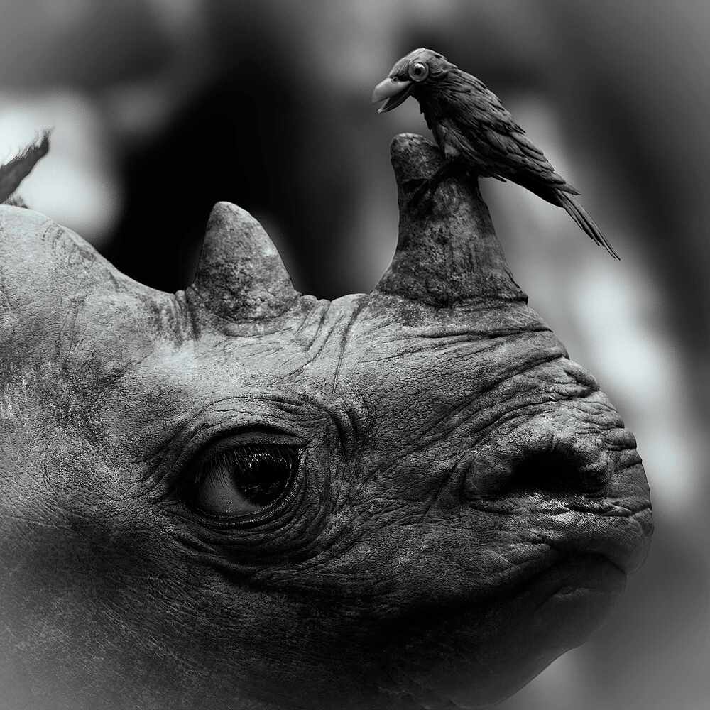 RhinoBirdA2_Final