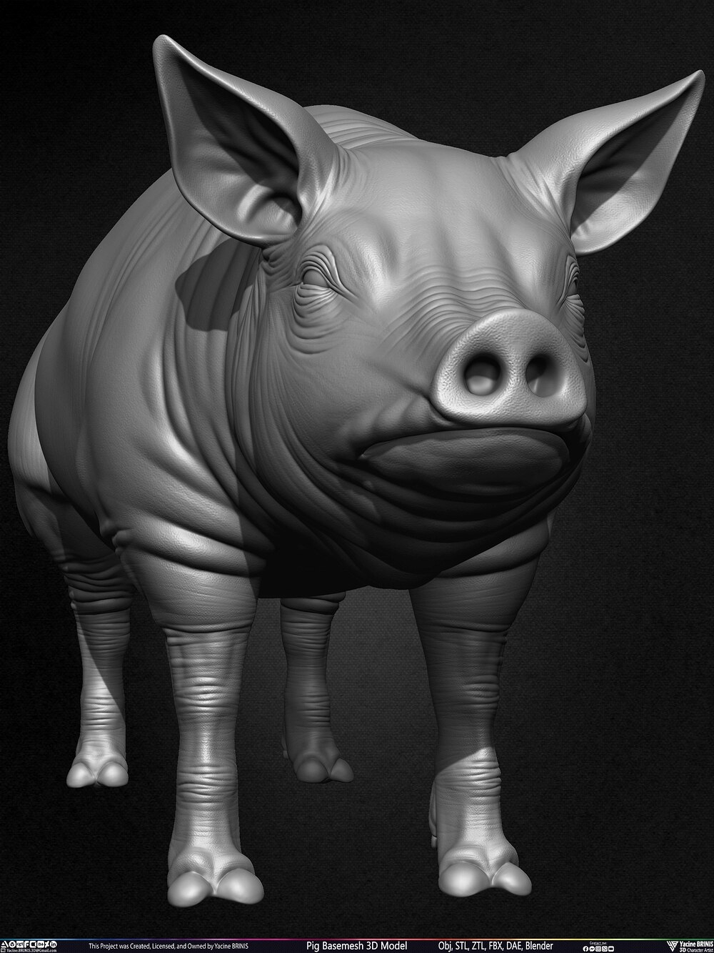 Pig Basemesh 3D Model Animal Anatomy Sculpted by Yacine BRINIS Set 007