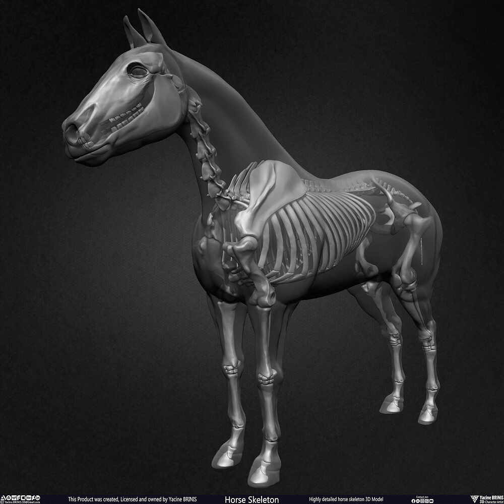 Highly Detailed Horse Skeleton 3D Model Sculpted by Yacine BRINIS Set 048