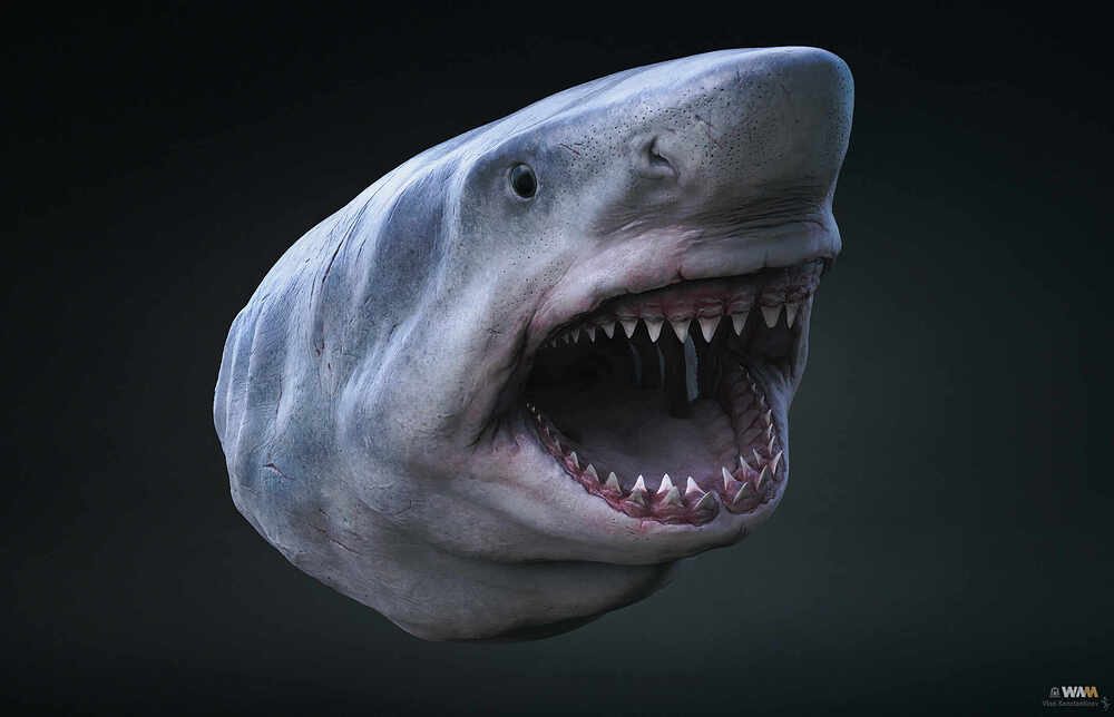 Megalodon_Render_02_Crop_2150_Web