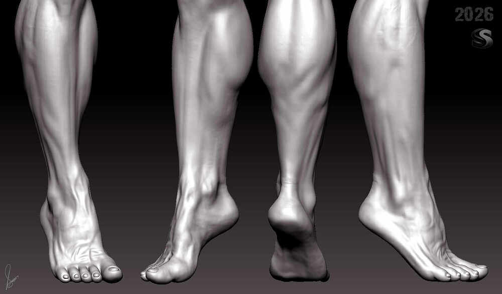 leg_anatomy_STudy_Digital_SCulpture_SurajitSen_June2026