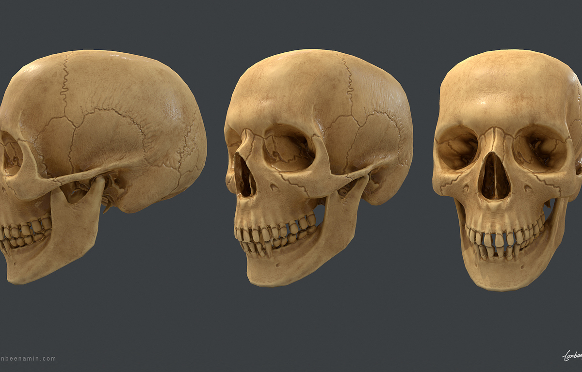 tanbeen-skull-anatomy-study-2-6152b427-6fv5.jpg