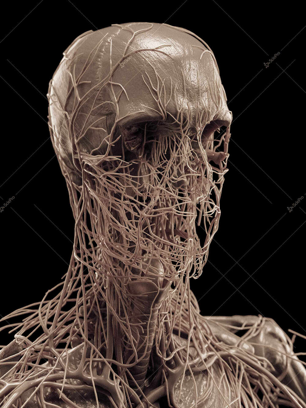 averageFitMale_headNeck_anatomyLayer8