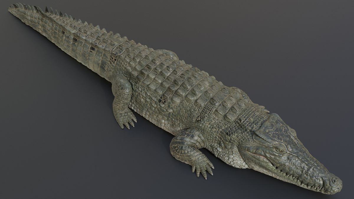 crocodile0001crocodile0001_10002