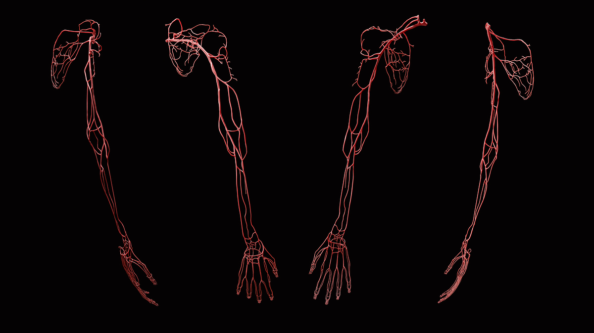UpperLimb_FullArm_2020-07-15_Arteries