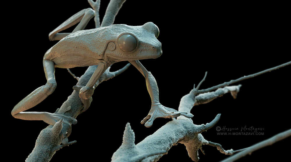 Frog 33