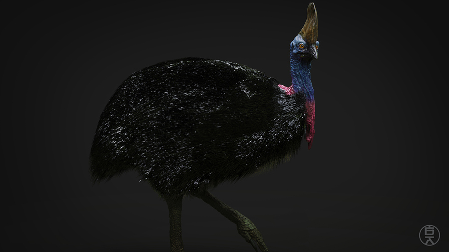 Cassowary 1