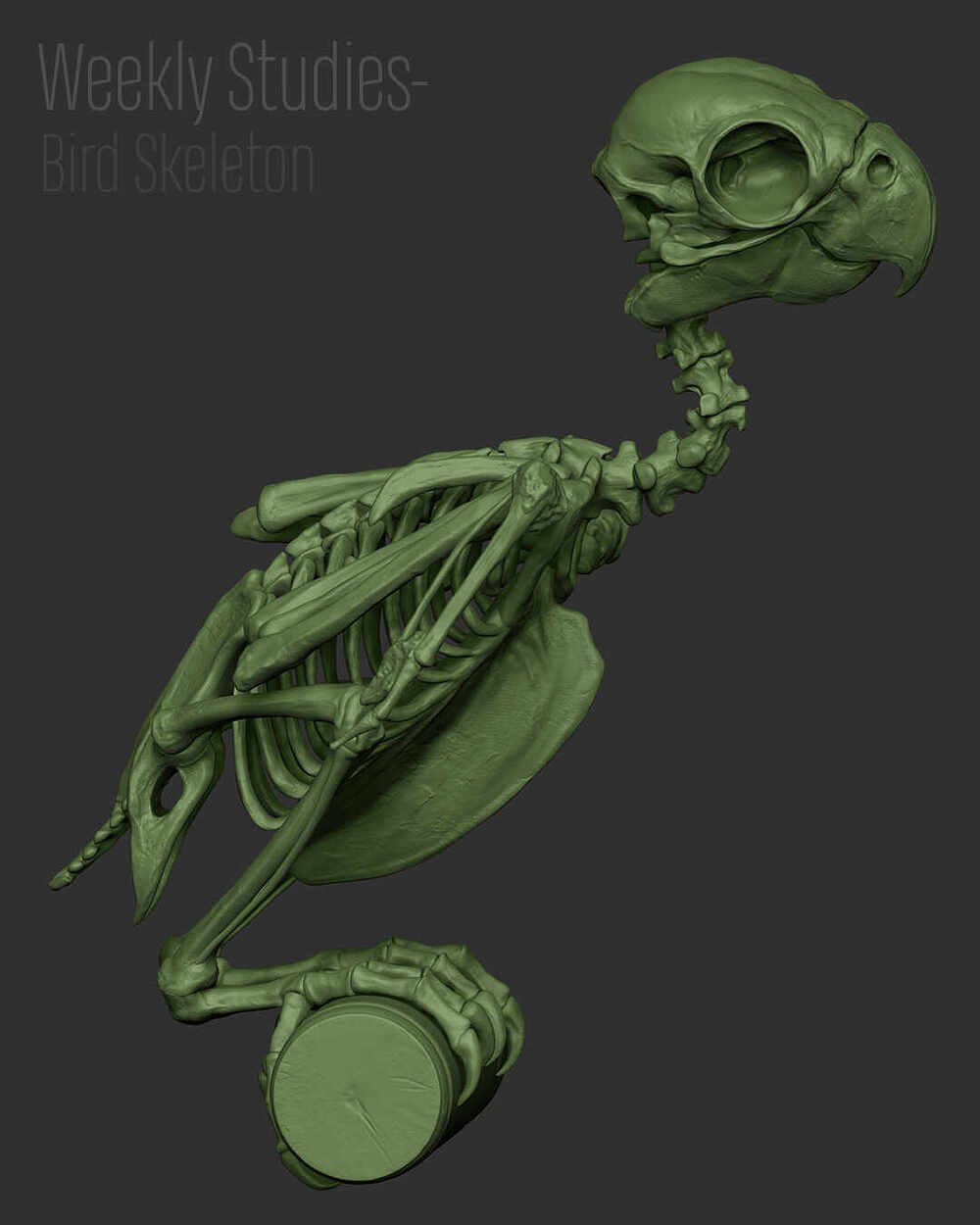 BirdStudy_Renders_07