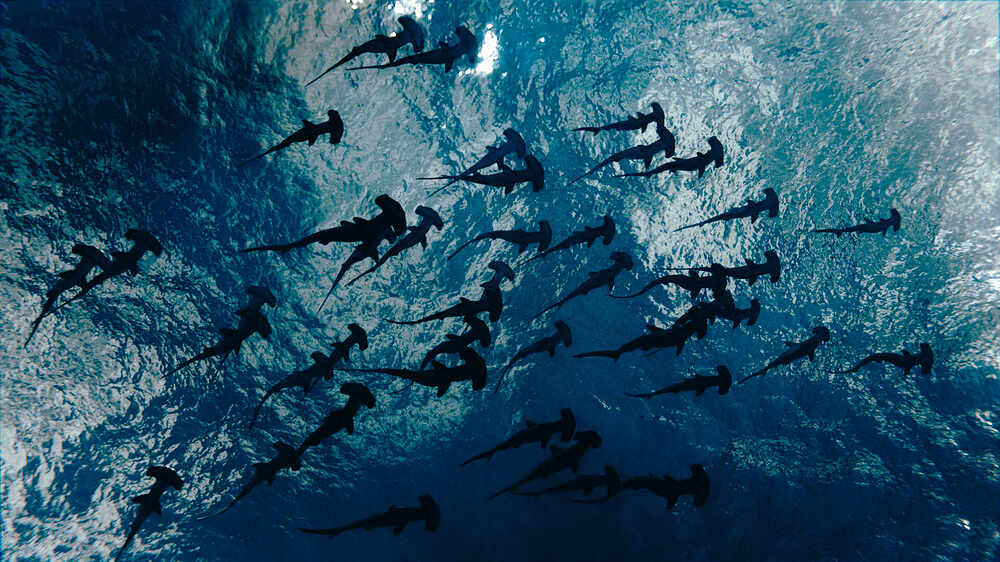 hammerhead shark school-2