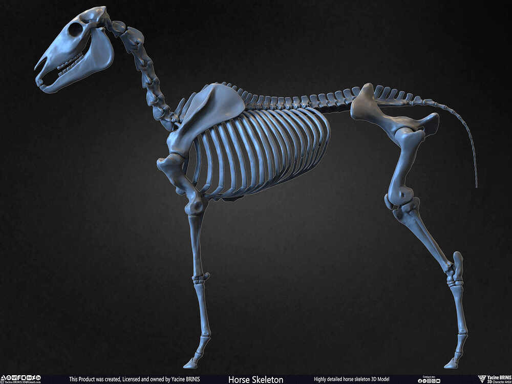 Highly Detailed Horse Skeleton 3D Model Sculpted by Yacine BRINIS Set 022
