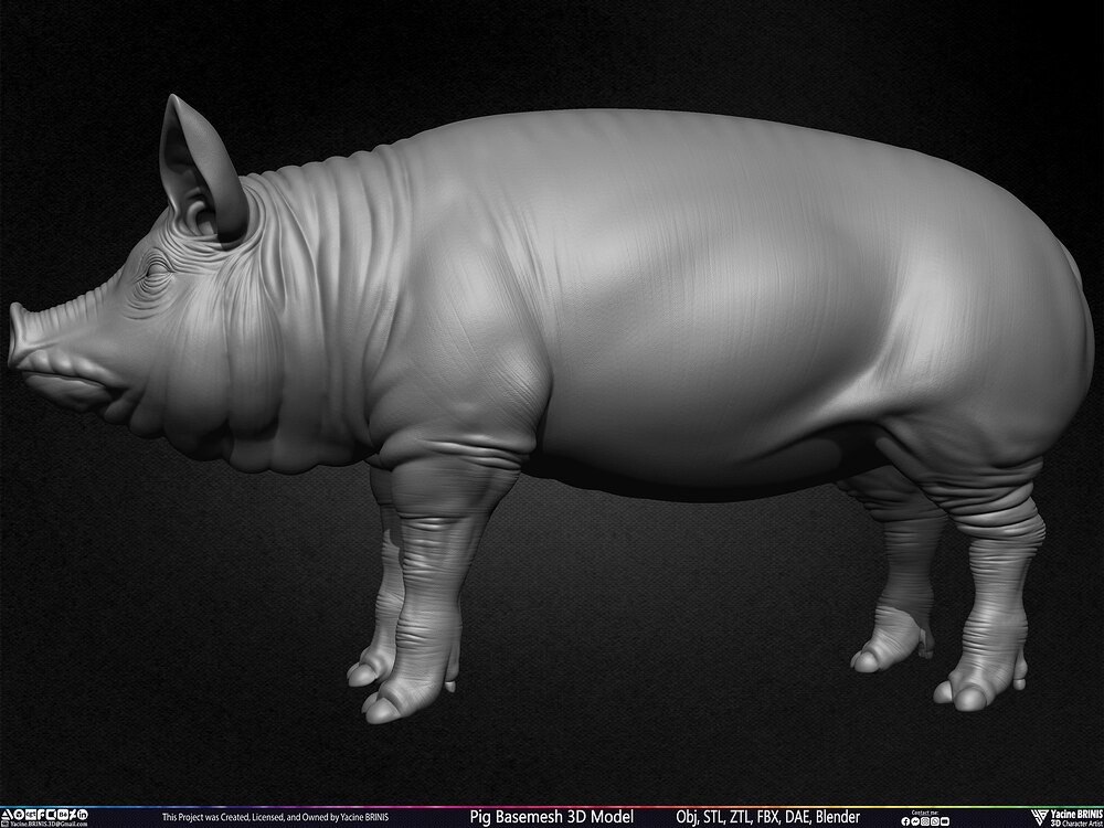 Pig Basemesh 3D Model Animal Anatomy Sculpted by Yacine BRINIS Set 016