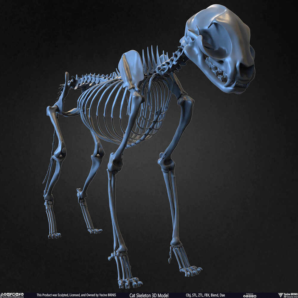 Highly Detailed Cat Skeleton 3D Model Sculpted by Yacine BRINIS Set 002