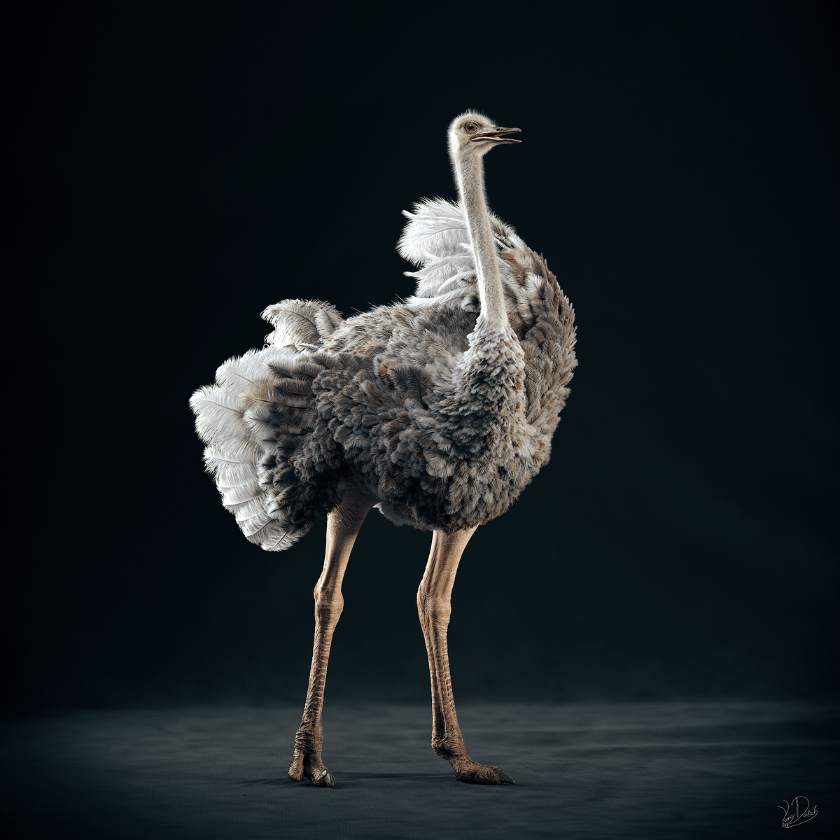 Ostrich_STAND1